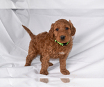 Puppy Rocco Goldendoodle