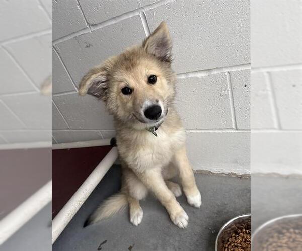 Medium Photo #1 German Shepherd Dog Puppy For Sale in Rosenberg, TX, USA
