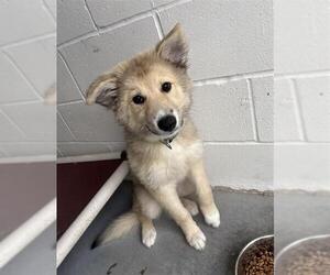 German Shepherd Dog Dogs for adoption in Rosenberg, TX, USA