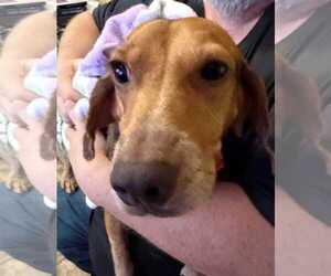 Rue - Female Beagle Dog for Adoption - Photo #8