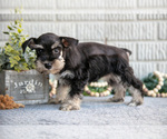 Small #2 Schnauzer (Miniature)