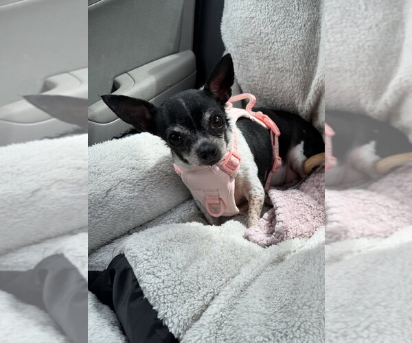 Medium Photo #3 Chihuahua-Unknown Mix Puppy For Sale in Mooresville, NC, USA