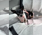 Small #2 Chihuahua Mix