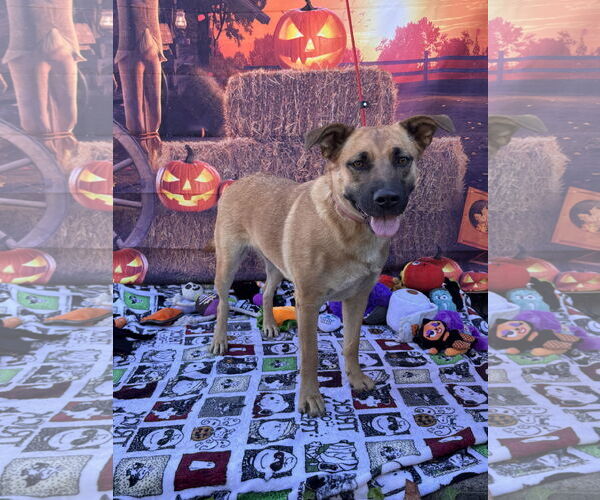 Medium Photo #8 Mutt Puppy For Sale in Lake Elsinore, CA, USA