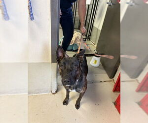 Holland Shepherd Dogs for adoption in Sugar Land, TX, USA