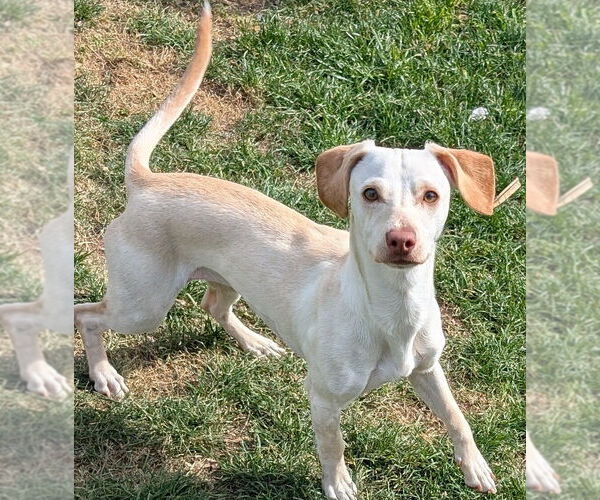 Medium Photo #2 Jackshund Puppy For Sale in San Bernardino, CA, USA