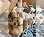 Small Photo #10 Golden Retriever Puppy For Sale in WATERBURY, VT, USA