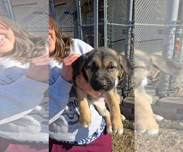 Medium Photo #2 Mutt Puppy For Sale in Estherville, IA, USA