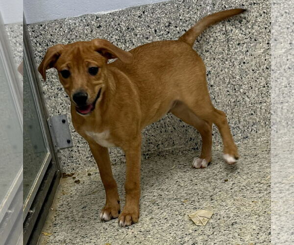 Medium Photo #6 Unknown-Vizsla Mix Puppy For Sale in Mechanicsburg, PA, USA
