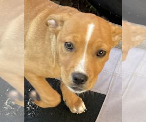 Basenji-Labrador Retriever Mix Dogs for adoption in San Diego , CA, USA
