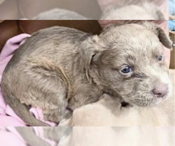 Medium Photo #1 Mutt Puppy For Sale in Houston, TX, USA