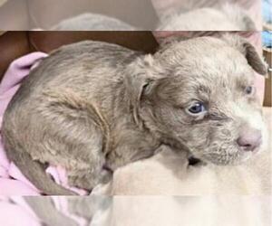 Mutt Dogs for adoption in Houston, TX, USA