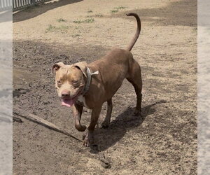 XENA - Female Mutt Dog for Adoption - Photo #2