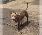 Small #1 Mutt