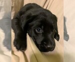 Small Photo #10 Labrador Retriever Puppy For Sale in PUEBLO, CO, USA
