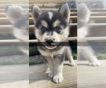 Small Photo #3 Pomsky Puppy For Sale in WOODSTOCK, CT, USA