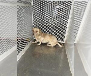 Chihuahua Dogs for adoption in Bakersfield, CA, USA