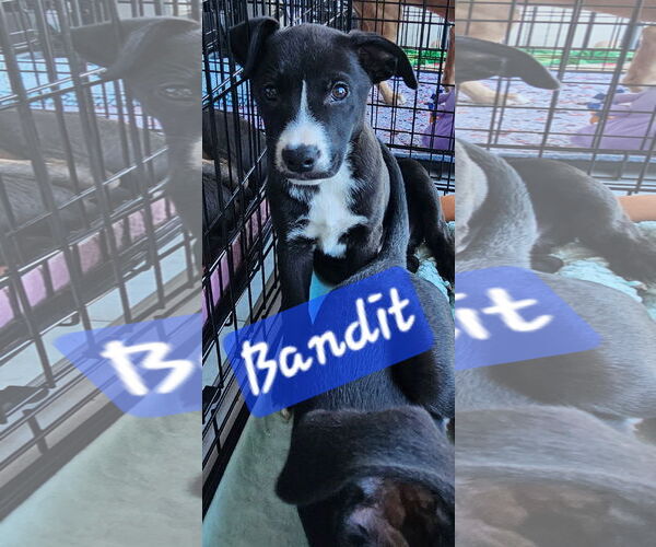 Medium Photo #2 Mutt Puppy For Sale in Brooksville, FL, USA