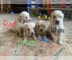 Small Photo #6 Golden Retriever Puppy For Sale in HIDDENITE, NC, USA
