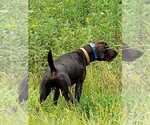 Small Photo #1 German Shorthaired Pointer Puppy For Sale in CASHTON, WI, USA