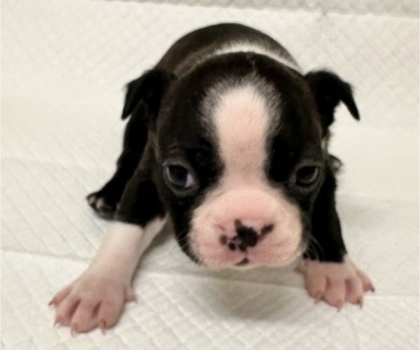 Medium Photo #1 Boston Terrier Puppy For Sale in JACKSONVILLE, NC, USA
