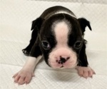Puppy Puppy 3 Boston Terrier