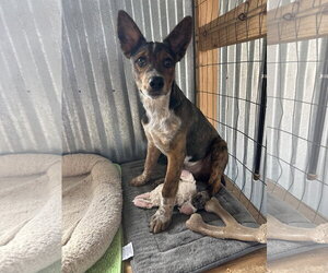 Chip - Male Australian Shepherd-Unknown Mix Dog for Adoption - Photo #7