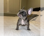 Small Photo #7 French Bulldog Puppy For Sale in GIG HARBOR, WA, USA