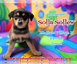 Siberian Husky-Unknown Mix Dogs for adoption in Anchorage, AK, USA
