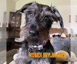 Small #7 Dachshund Mix