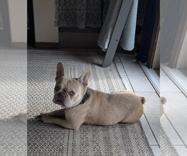 Medium Photo #1 French Bulldog Puppy For Sale in Valrico, FL, USA