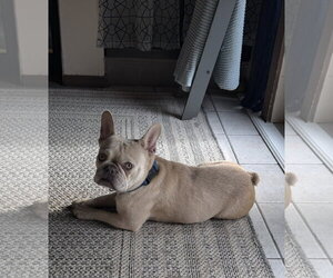 French Bulldog Dogs for adoption in Valrico, FL, USA