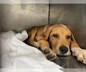 Labrador Retriever-Unknown Mix Dogs for adoption in Waco, TX, USA