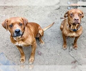 Unknown-Vizsla Mix Dogs for adoption in San Diego, CA, USA