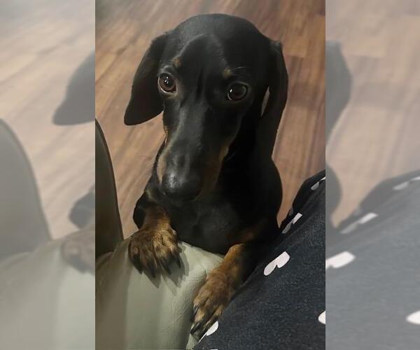 Medium Photo #1 Dachshund Puppy For Sale in Los Angeles, CA, USA