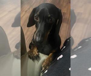 Dachshund Dogs for adoption in Los Angeles, CA, USA