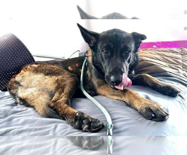 Medium Photo #4 Holland Shepherd-Unknown Mix Puppy For Sale in Imlay City, MI, USA