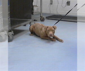 Mutt Dogs for adoption in Fayetteville, NC, USA