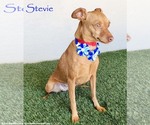 Stevie - Female Chipin Dog for Adoption - Small photo
