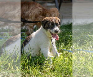 Huskies -Unknown Mix Dogs for adoption in Mechanicsburg, PA, USA