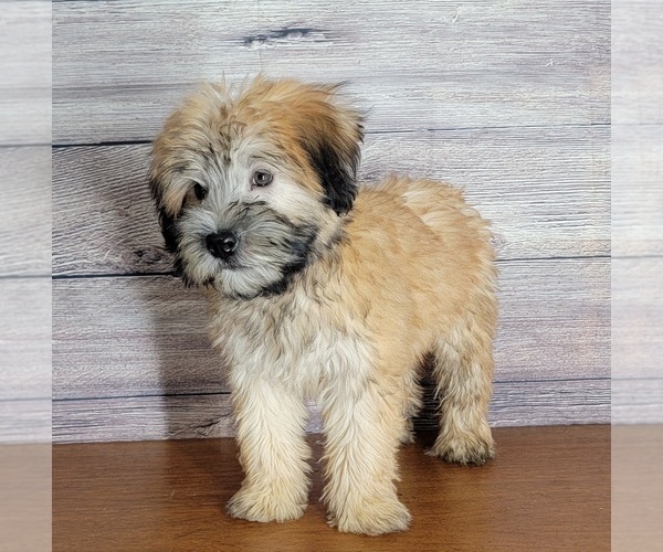 Medium Photo #1 Soft Coated Wheaten Terrier Puppy For Sale in SHAWNEE, OK, USA