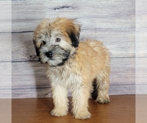 Soft Coated Wheaten Terrier Puppy for Sale in SHAWNEE, Oklahoma USA