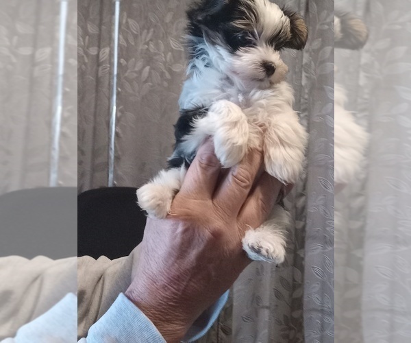 Medium Photo #2 Yorkshire Terrier Puppy For Sale in JAMAICA, IA, USA