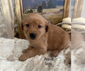 Golden Retriever Puppy for sale in FORDLAND, MO, USA