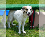 Small #1 Australian Shepherd