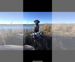 Small Photo #1 Labrador Retriever Puppy For Sale in GREENVILLE, NC, USA