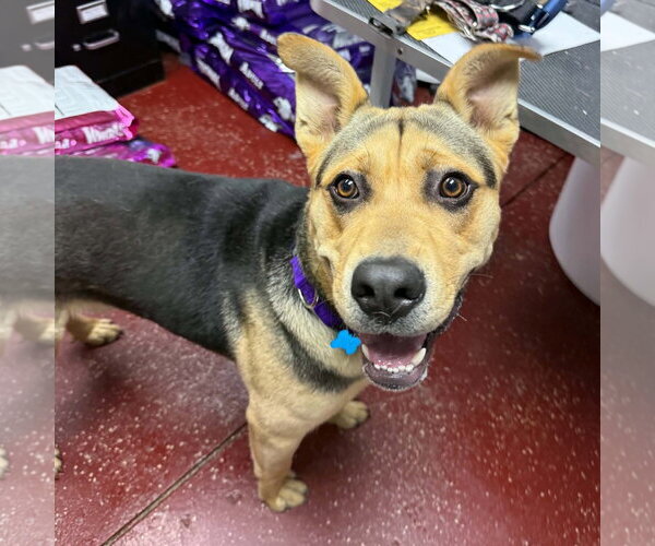 Medium Photo #11 Mutt Puppy For Sale in Fargo, ND, USA