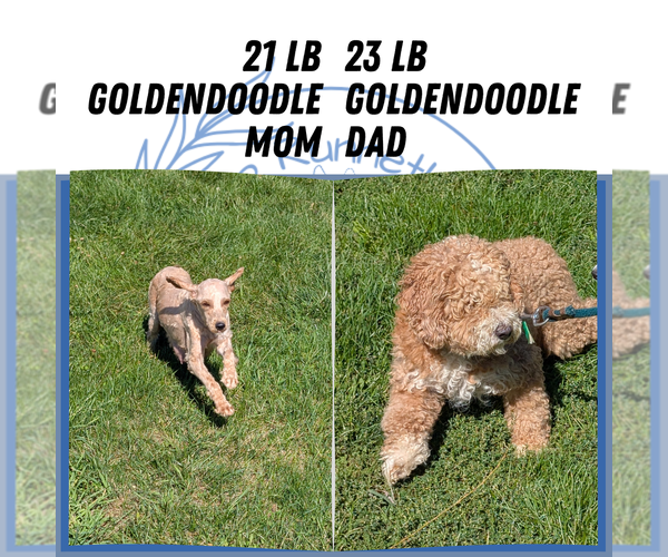 Medium Photo #6 Goldendoodle (Miniature) Puppy For Sale in GOSHEN, IN, USA