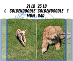 Small #5 Goldendoodle (Miniature)