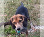 Jackpot - Male Beagle-Unknown Mix Dog for Adoption - Small photo
